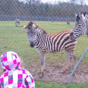 Baby Zebra