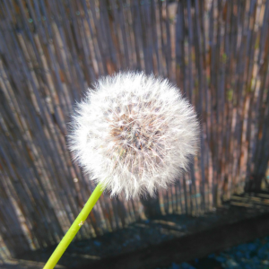 Pusteblume